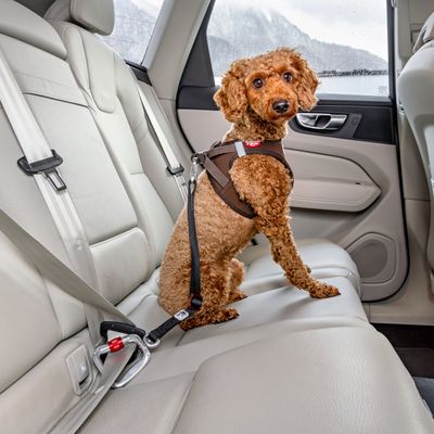 Seguridad en el Coche