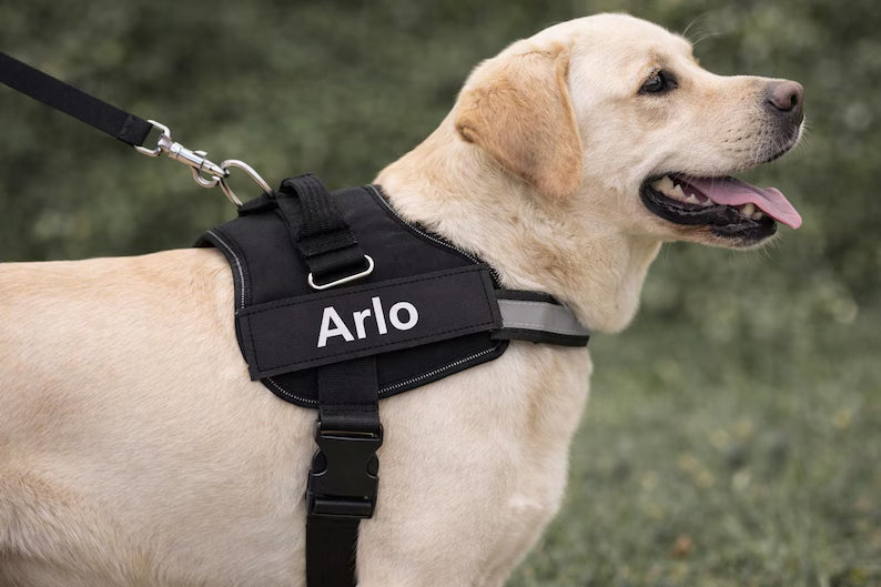 Arnés Personalizado EasyWalk para Perros | Con Parche y Reflectante