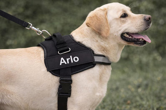Arnés Personalizado EasyWalk para Perros | Con Parche y Reflectante